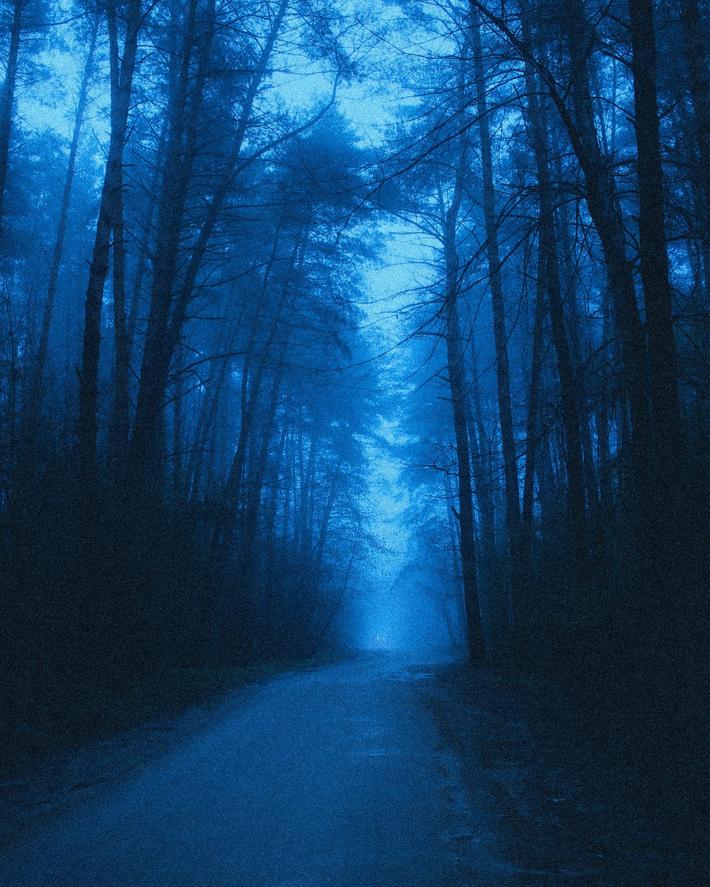 Chemin bleu dans une forêt au crépuscule