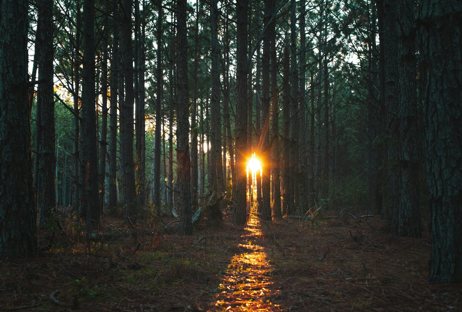 Lumière dorée entre les arbres