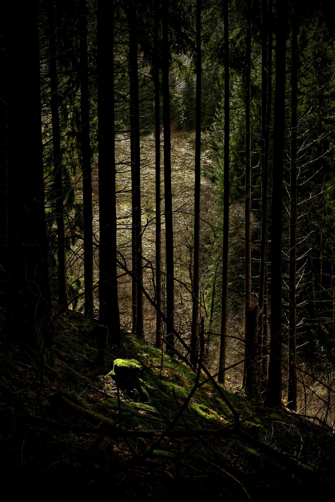 Chemin lumineux au cœur d’une forêt sombre