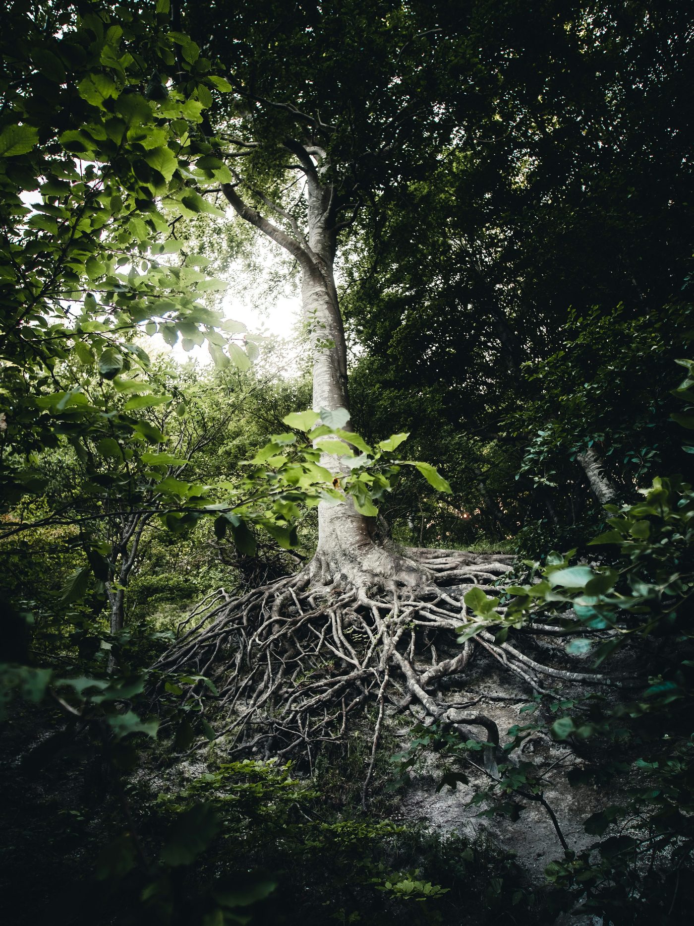 Racines d’un arbre dans une forêt